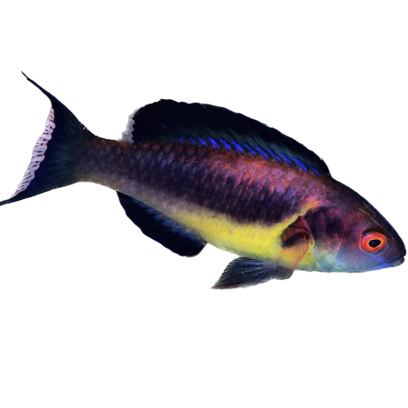 Brunneus Faire Wrasse