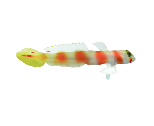 Pinkbar Shrimp Goby