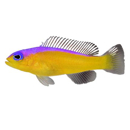 Purple Stripe Dottyback