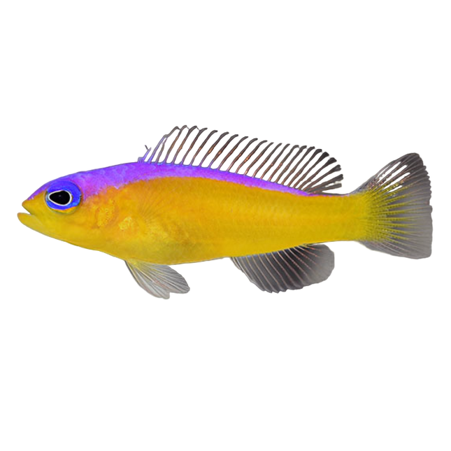 Purple Stripe Dottyback