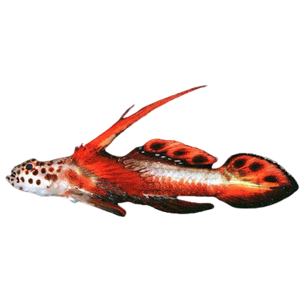 Flaming Prawn Goby