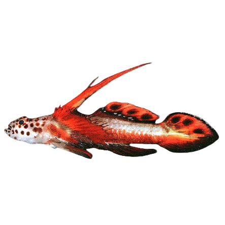 Flaming Prawn Goby