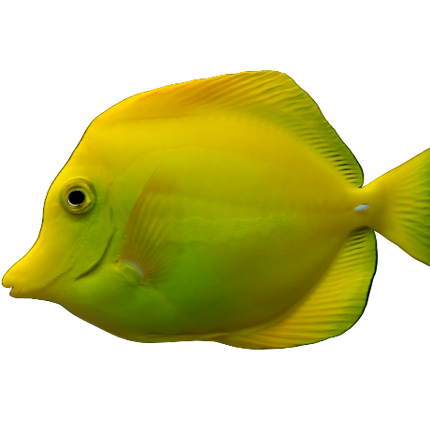Yellow Tang (CB)