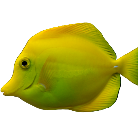 Yellow Tang (CB)