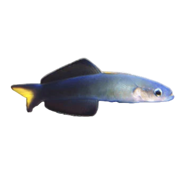 Scissortail Dartfish