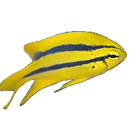 Black and Gold Chromis