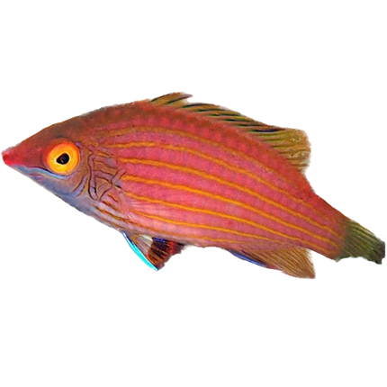 Pink Streaked Wrasse
