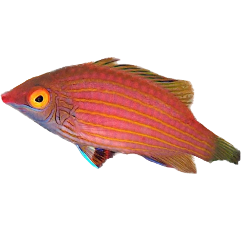 Pink Streaked Wrasse