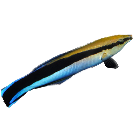 Cleaner Wrasse