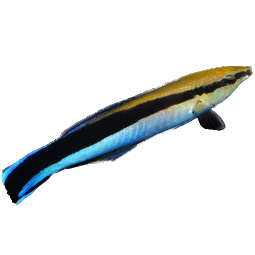Cleaner Wrasse