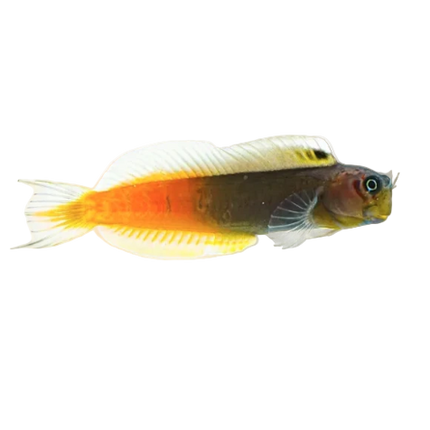 Bicolor Blenny