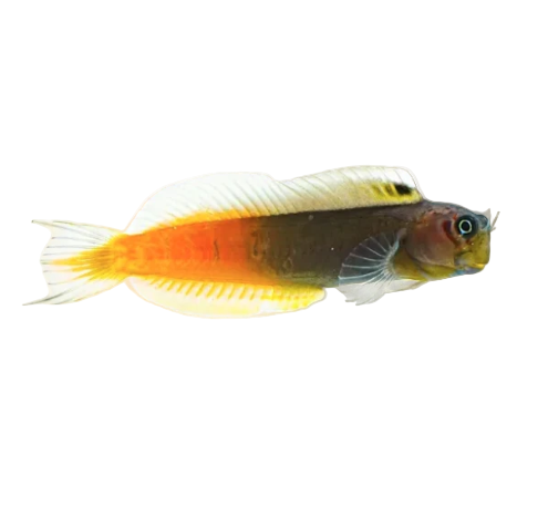 Bicolor Blenny