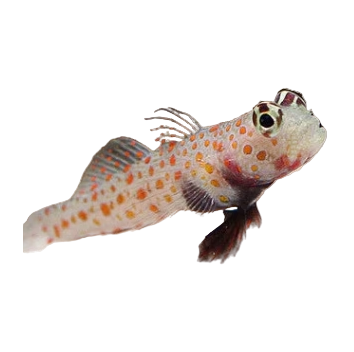 Orange Spotted Srimp Goby