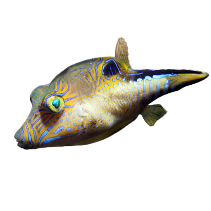 Caribbean Pufferfish