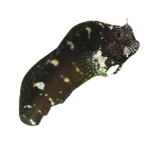 Starry Blenny