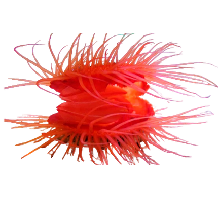 Flame Scallop