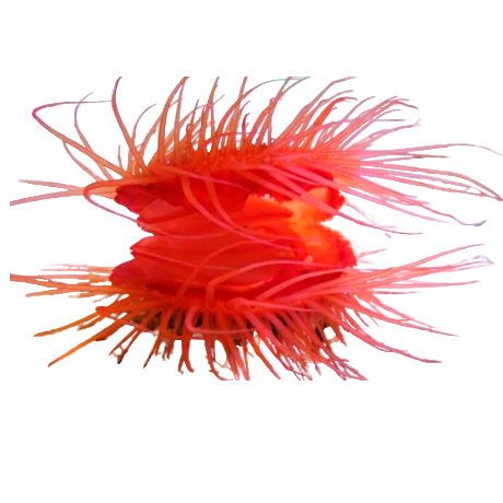 Flame Scallop