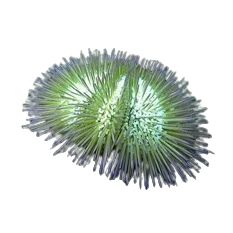 Pin Cushion Urchin