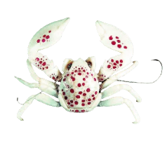 White Porcelain Anemone Crab