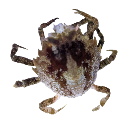 Pitho Crab