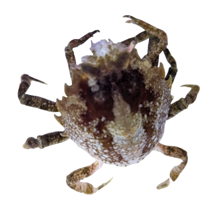 Pitho Crab
