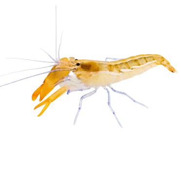 Blue  Leg Pistol Shrimp