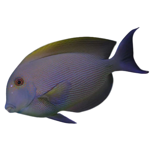 Orange Stripe Bristletooth Tang