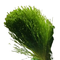 Shavin Brush - Avec Racines