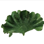 Mermaids Fan - Avec Racines