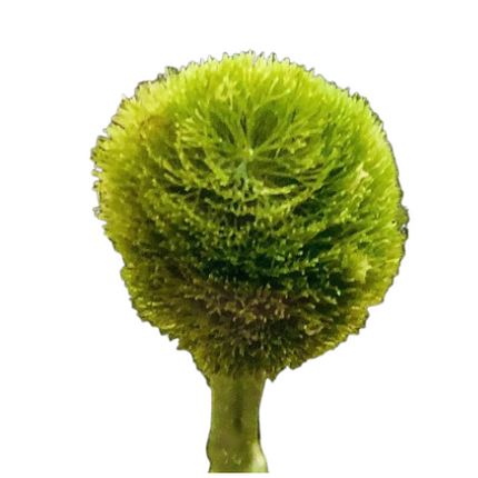 Pom Pom Pant - Avec Racines