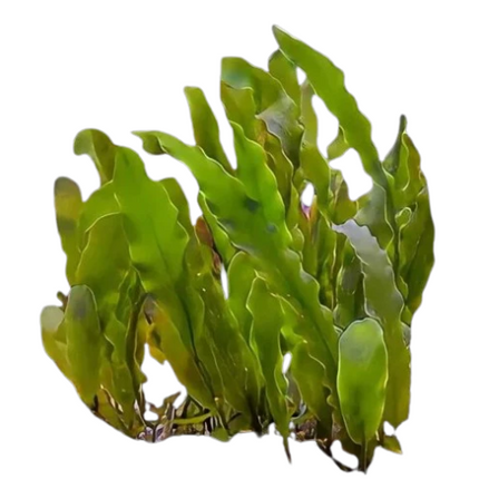 Seagrass Caulerpa