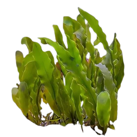 Seagrass Caulerpa