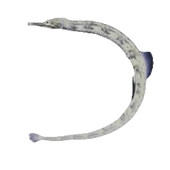 Dragon Face Pipefish