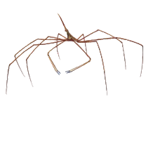 Arrow Crab