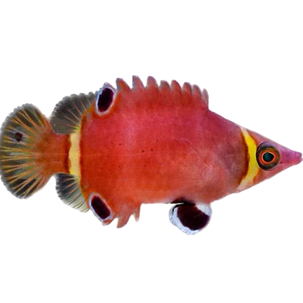 Yellow Banded Possum Wrasse