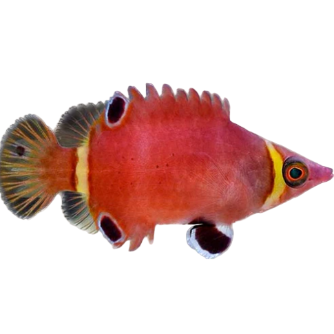 Yellow Banded Possum Wrasse