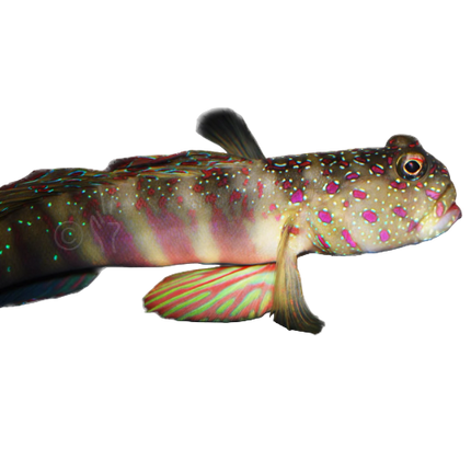 Pink Spot Shrimp Goby