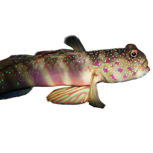 Pink Spot Shrimp Goby
