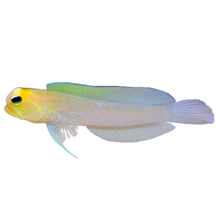 Yellowhead Jawfish