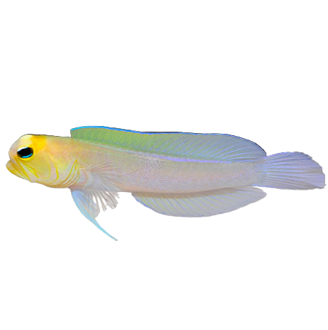Yellowhead Jawfish
