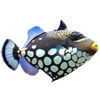 Clown Triggerfish