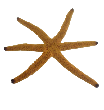Orange Sea Star
