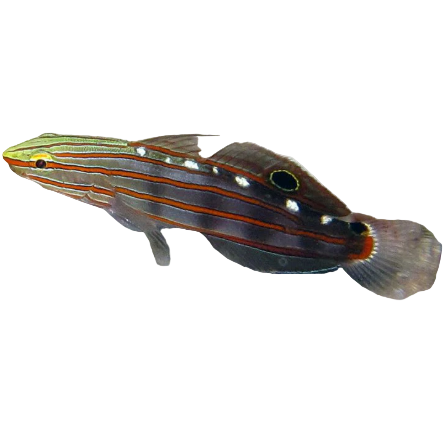 Rainford Goby