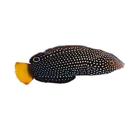 Yellow-Breasted Tamarin Wrasse