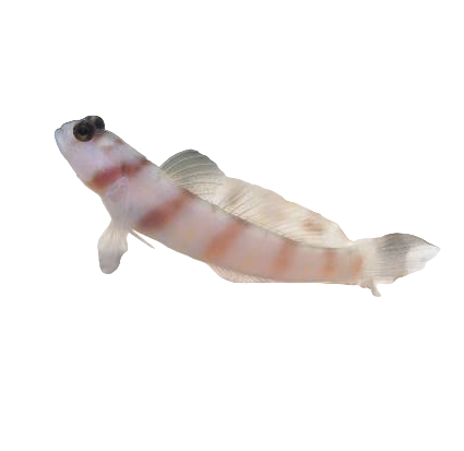 Steinitz Goby
