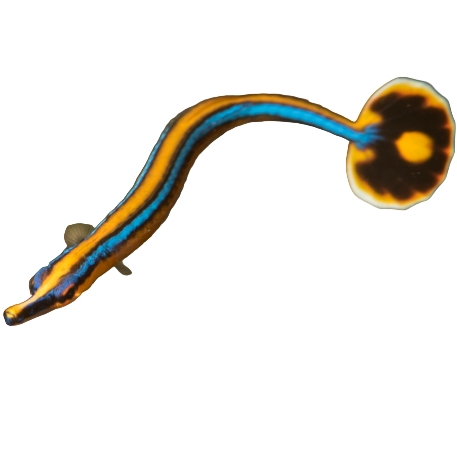 Bluestripe Pipefish