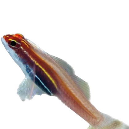 Black Belly Goby