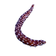 Tiger Tail Sea Cucumber