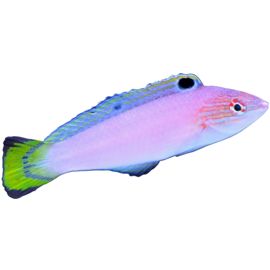 Yellow Tail Babi Wrasse