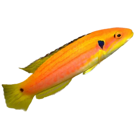 Yellow Candy Hogfish